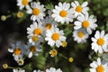 Feverfew Flowers (Tanacetum parthenium).