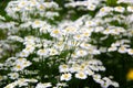 Feverfew Royalty Free Stock Photo