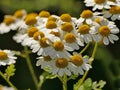 Feverfew, medicinal plant with flower