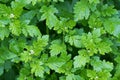 Feverfew plants with wet green leaves and flower buds after the