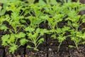 Feverfew seedlings in soil blocks. Soil blocking.