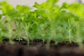 Feverfew seedlings in soil blocks. Soil blocking.