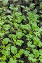 Feverfew seedlings in soil blocks. Soil blocking.