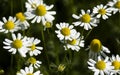 Feverfew (Tanacetum parthenium) Royalty Free Stock Photo