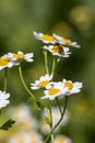 Feverfew or tanacetum parthenium or bachelor`s buttons or featherfew many white flowers with green, with bee