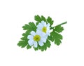 Feverfew