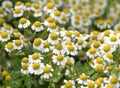 Feverfew, Tanacetum parthenium