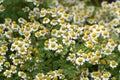 Feverfew, Tanacetum parthenium