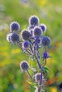 Feverweed flat (Eryngium planum)