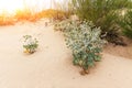 Feverweed prickly plant closeup on beach sand. Bushes of blooming Eryngium plants are growing among sand dunes. Desert cactus Royalty Free Stock Photo
