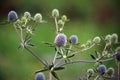 Feverweed wild plant (in Latin: Eryngium planum)