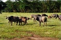 Few african buffaloes in a field of grass. Royalty Free Stock Photo