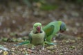 Few Alexandrine Parakeet parrots roaming around searching for food Royalty Free Stock Photo