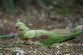 Few Alexandrine Parakeet parrots searching for food Royalty Free Stock Photo