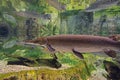 Few alligator gars swimming in clear water Royalty Free Stock Photo
