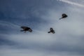 A few Alpine chough flying above