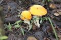 Few amanita mushrooms in forest glade 20077