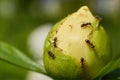 Few ants crawling on Bud of white flower Royalty Free Stock Photo