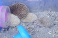 A few artificially bred small hedgehogs are moving or sleeping