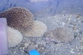 A few artificially bred small hedgehogs are moving or sleeping