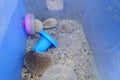 A few artificially bred small hedgehogs are moving or sleeping