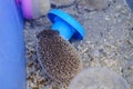 A few artificially bred small hedgehogs are moving or sleeping