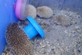 A few artificially bred small hedgehogs are moving or sleeping