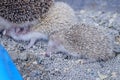 A few artificially bred small hedgehogs are moving or sleeping