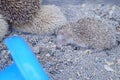 A few artificially bred small hedgehogs are moving or sleeping