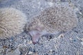 A few artificially bred small hedgehogs are moving or sleeping