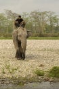 Few Asiatic elephants coming to bath at river with his keeper or trainer with selective focus