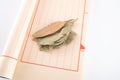 A few bay leaves on a notebook Royalty Free Stock Photo