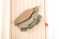 A few bay leaves on a notebook Royalty Free Stock Photo