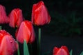 A few beautiful red tulips with drops of water after rain at night Royalty Free Stock Photo