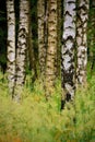A few birch trees and lush green grass Royalty Free Stock Photo