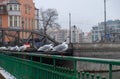 A few birds sit on bridge railings. Tumski bridge. Wroclaw