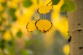 A few black rimed autumn gold aspen leaves hang from the tree with a blurred background of green and yellow foliage
