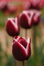 Few blooming purple tulipes Royalty Free Stock Photo