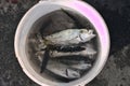 A few bluefishes in a bucket Royalty Free Stock Photo