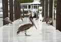 Few brown pelicans . Florida, South Jetty, Gulf of Mexico