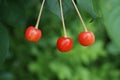 A few cherries on a tree branch.