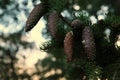 A few cones on a pine branch