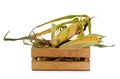 Few corn ears with dried leaves in little wooden box on white background Royalty Free Stock Photo