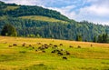 Few cows grazing on hillside meadow Royalty Free Stock Photo