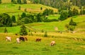 Few cows grazing on hillside meadow Royalty Free Stock Photo