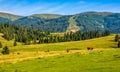 Few cows grazing on hillside meadow Royalty Free Stock Photo