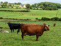 A few cows on a green grass pasture on a summer day. Livestock on free grazing. Livestock farm. Agricultural landscape, cow on Royalty Free Stock Photo