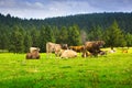 Few cows in meadow Royalty Free Stock Photo