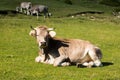 Few cows in meadow Royalty Free Stock Photo