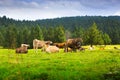 Few cows in meadow Royalty Free Stock Photo